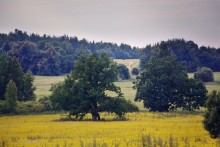 Die Juli- / **********