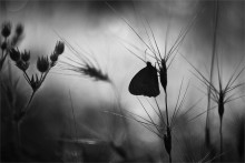 Geheimnis ... / .......