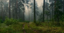 In den Morgen im Wald / ***