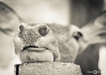 .. Es Nasen Schiffe ... / ***