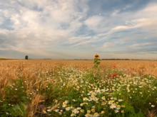 Goldene Summer Morning / ***