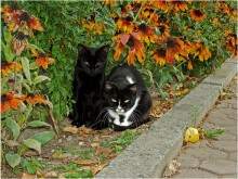 Über Katzen. / ***
