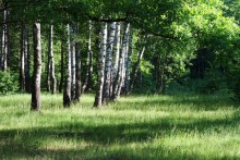 Morgen in den Wald. / ***