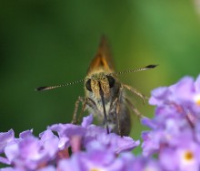 Schmetterling # 6 / ***