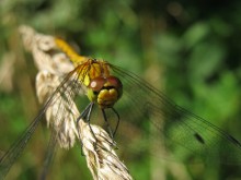 Libelle auf einem Grashalm / ***
