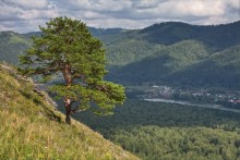 Conifer Reich / ***