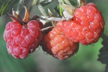 Himbeere / ***