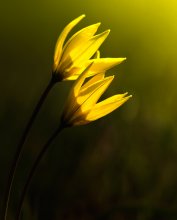 Ein Hauch süßer ... der Wind ... / ***