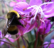 Sommer Bee / -----