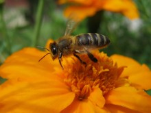 Soaring bee / ***