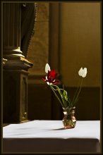 Tulpen / *******