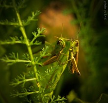 reden, mein Freund:) / **********