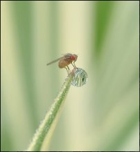 Schwerelosigkeit des Wassers ... / ***