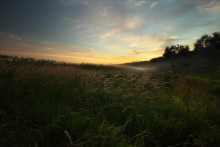 Wiese / ***