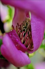 Rosa Glanz / ***