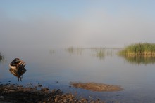 Nebligen Morgen / ***