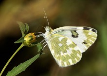 Schmetterlinge Vergewaltigung / ***
