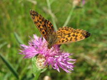 Perlamutrovka Aglaia bestäubt eine Blüte / ***