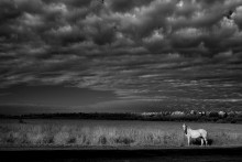 White. (Aus der Serie "Dreams"). / ***