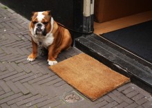 The Dog / ***