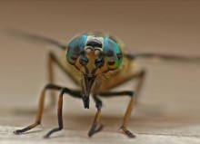 Bremse / Chrysops relictus