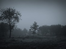 Frosty morning fog / Frosty morning fog
