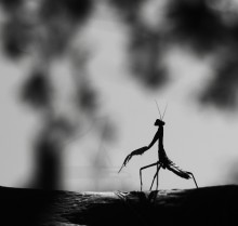 Pianist / .....