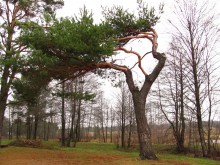 Der Wind / ***