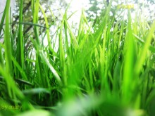 Gras / ***
