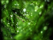 Regen / ***