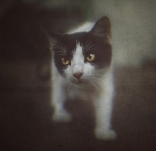  / ******