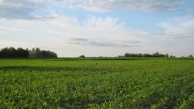 Stork in einem Maisfeld / ***