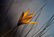 Nostalgie für den Frühling ... / ***