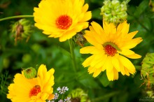 Blumen / ***