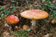 Pilze, Pilze ... / ***