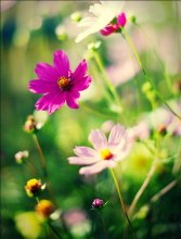 Sommerlaune / ****************