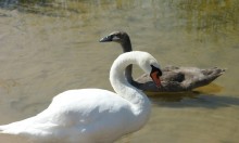 Swans / ***