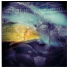 Fisch / ***