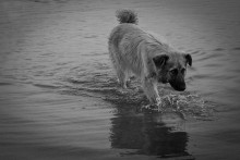 ... Niemand sucht ... / ***