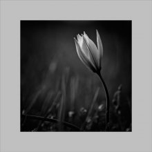 Frühling Blues ... / ***
