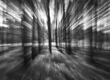 Hinter dem Vorhang des Waldes / _>IiI