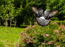 Flug / ***