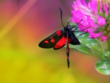 Alle Farben des Sommers / ***