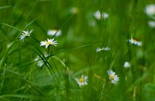 Sommer / ***