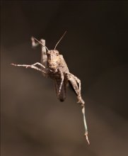 "Ich bin eine Heuschrecke, ein Unruhestifter! Jump von der Kindheit Ich setzte mich Coach fünf verwendeten. So Entschuldigung-zu springen." / ***