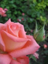 Nach dem Regen / ---------------