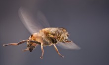 Fly "GOLDEN Abdomen" / ***