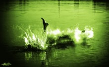 Ein Fuß im Wasser (Fuß im Wasser) / ***