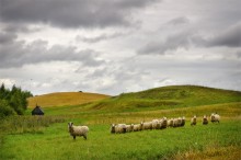 Bewölkt ländlichen Landschaft mit Schafen / ***