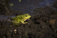 Aus dem Schlamm - in die Prinzessin ... / ***
